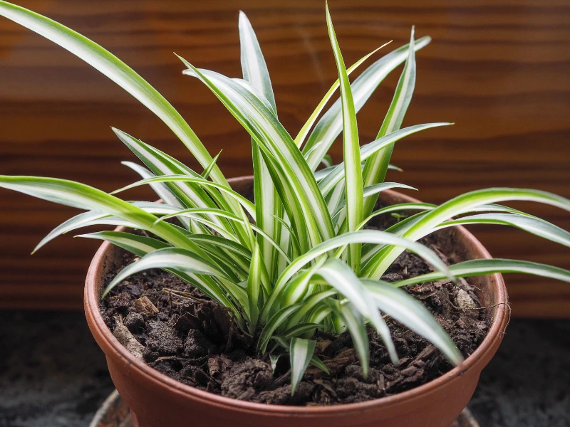 Spider Plant, plant gifts for mother's day