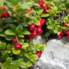 Steven's Cranberry Plant - 2-4 Inch Live Plug - Edible Fruit Vine
