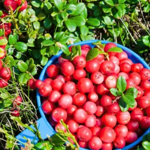 Steven's Cranberry Plant - 2-4 Inch Live Plug - Edible Fruit Vine