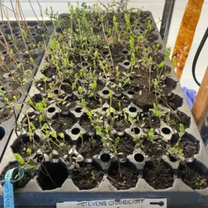 Steven's Cranberry Plant - 2-4 Inch Live Plug - Edible Fruit Vine