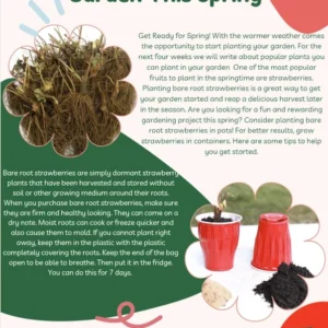 Strawberry Plants - 25 Everbearing Day Neutral Bare Root Plants
