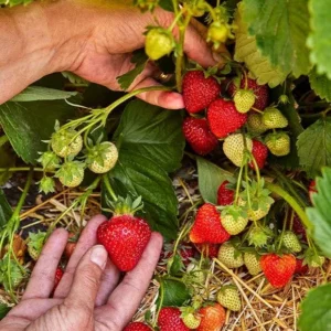 Strawberry Plants - 25 Everbearing Day Neutral Bare Root Plants