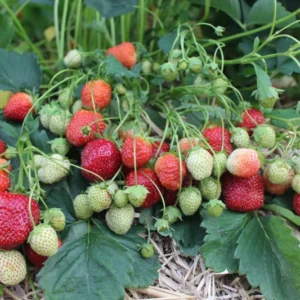 Strawberry Plants - 25 Everbearing Day Neutral Bare Root Plants