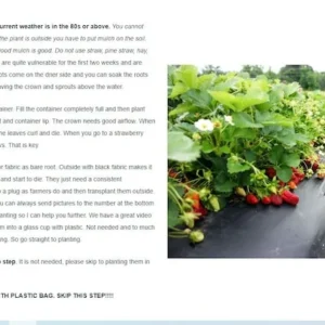Strawberry Plants - 25 Everbearing Day Neutral Bare Root Plants