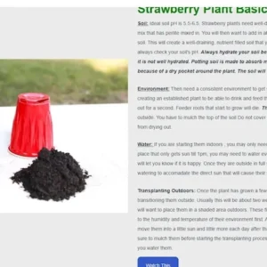 Strawberry Plants - 25 Everbearing Day Neutral Bare Root Plants