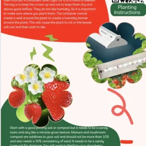 Strawberry Plants - 25 Everbearing Day Neutral Bare Root Plants
