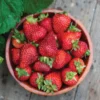 Strawberry Plants Seascape - 10 Everbearing Bare Root Plants