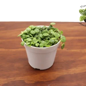 String of Turtles Plant 4 Inch Potted Indoor Succulent