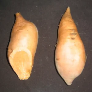 Sweet Potato Slips - 10 Porto Rico Bunch (Bush) Plants - Non GMO