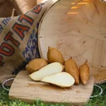 Sweet Potato Slips - White Yam (Vining) - 10 Non GMO Plants