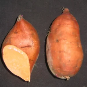 Sweet Potato Slips - Yellow Jewel Plants - 10 Non-GMO Starts