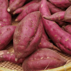Sweet Potato Slips for Planting - 10 Japanese Red Live Cuttings