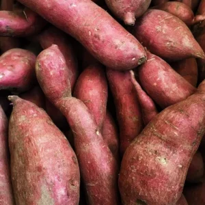 Sweet Potato Slips for Planting - 10 Japanese Red Live Cuttings