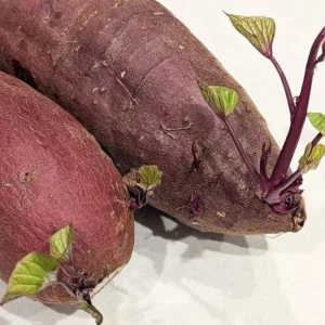 Sweet Potato Slips for Planting - 10 Japanese Red Live Cuttings