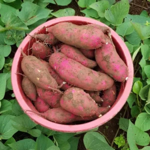Sweet Potato Slips for Planting - 10 Japanese Red Live Cuttings