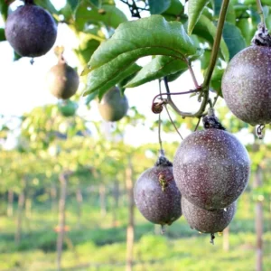 Sweet Sunrise Passion Fruit Plant (P. edulis) - 3-6 in Plug - Edible Variety