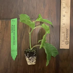 Sweet Sunrise Passion Fruit Plant (P. edulis) - 3-6 in Plug - Edible Variety