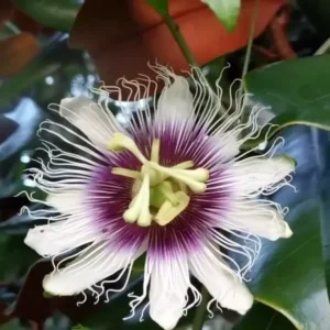 Sweet Sunrise Passion Fruit Plant (P. edulis) - 3-6 in Plug - Edible Variety