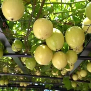 Sweet Sunrise Passion Fruit Plant (P. edulis) - 3-6 in Plug - Edible Variety