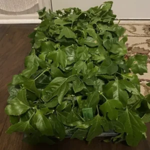 Sweet Sunrise Passion Fruit Plant (P. edulis) - 3-6 in Plug - Edible Variety