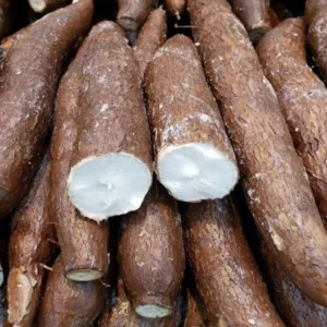 Sweet Yuca Cassava Manihot - 5 Sweet Cuttings - Cassava Root Plant for Planting