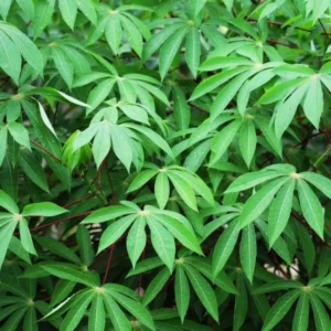 Sweet Yuca Cassava Manihot - 5 Sweet Cuttings - Cassava Root Plant for Planting