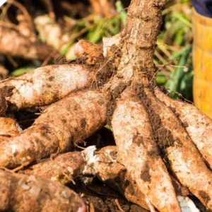 Sweet Yuca Cassava Manihot - 5 Sweet Cuttings - Cassava Root Plant for Planting