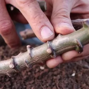 Sweet Yuca Cassava Manihot - 5 Sweet Cuttings - Cassava Root Plant for Planting