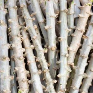 Sweet Yuca Cassava Manihot - 5 Sweet Cuttings - Cassava Root Plant for Planting