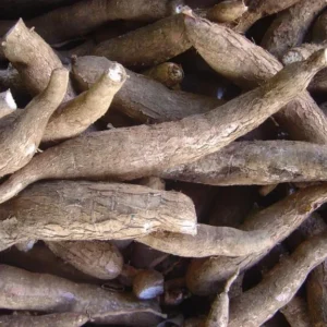 Sweet Yuca Cassava Manihot - 5 Sweet Cuttings - Cassava Root Plant for Planting