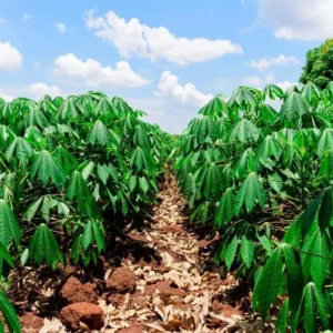 Sweet Yuca Cassava Manihot - 5 Sweet Cuttings - Cassava Root Plant for Planting