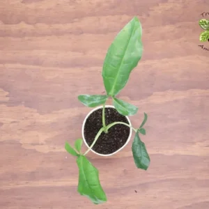 Syngonium Auritum 'Tri-Leaf Wonder' Plant 4