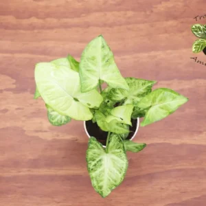 Syngonium White Butterfly Plant 4 inch Potted Indoor Air Purifier