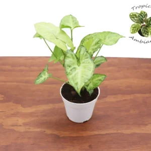 Syngonium White Butterfly Plant 4 inch Potted Indoor Air Purifier