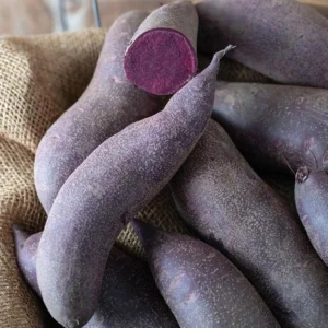 Purple Sweet Potato Slips - 20 Well Rooted Sweet Potato Vine Live Plant Cutting