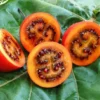 Tamarillo Tree Tomato Live Plant, High Germination, 4-8 Inch Tall
