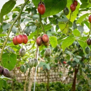 Tamarillo Tree Tomato Live Plant, High Germination, 4-8 Inch Tall