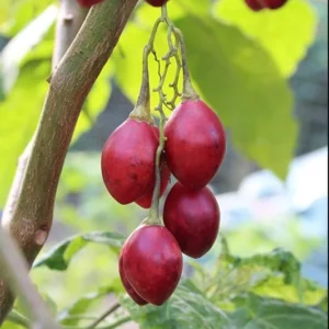 Tamarillo Tree Tomato Live Plant, High Germination, 4-8 Inch Tall
