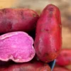 Terrarosa Seed Potatoes 2 lbs - Certified Spring Planting Gold Potato