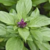 Thai Basil Plants - 2 Live Herb Plants - Culinary Basil - Indoor/Outdoor