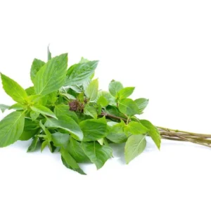 Thai Basil Plants - 2 Live Herb Plants - Culinary Basil - Indoor/Outdoor