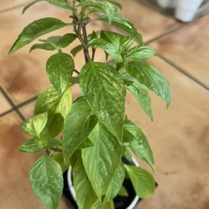 Thai Basil Plants - 2 Live Herb Plants - Culinary Basil - Indoor/Outdoor