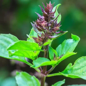 Thai Basil Plants - 2 Live Herb Plants - Culinary Basil - Indoor/Outdoor