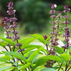 Thai Basil Plants - 2 Live Herb Plants - Culinary Basil - Indoor/Outdoor