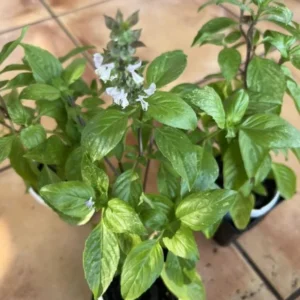 Thai Basil Plants - 2 Live Herb Plants - Culinary Basil - Indoor/Outdoor