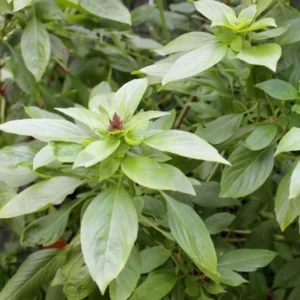 Thai Basil Plants - 2 Live Herb Plants - Culinary Basil - Indoor/Outdoor