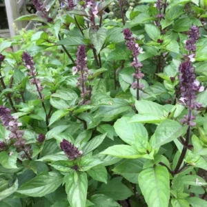 Thai Basil Plants - 2 Live Herb Plants - Culinary Basil - Indoor/Outdoor