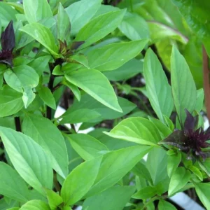 Thai Basil Plants - 2 Live Herb Plants - Culinary Basil - Indoor/Outdoor