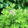 Van Leeni Citrosa Mosquito Plant Plug - 1-3 Inches - Healthy Mosquito Repellent Plant