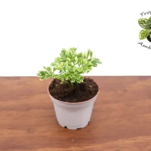 Variegated Ming Aralia Plant - 3 Inch Potted Indoor Plant